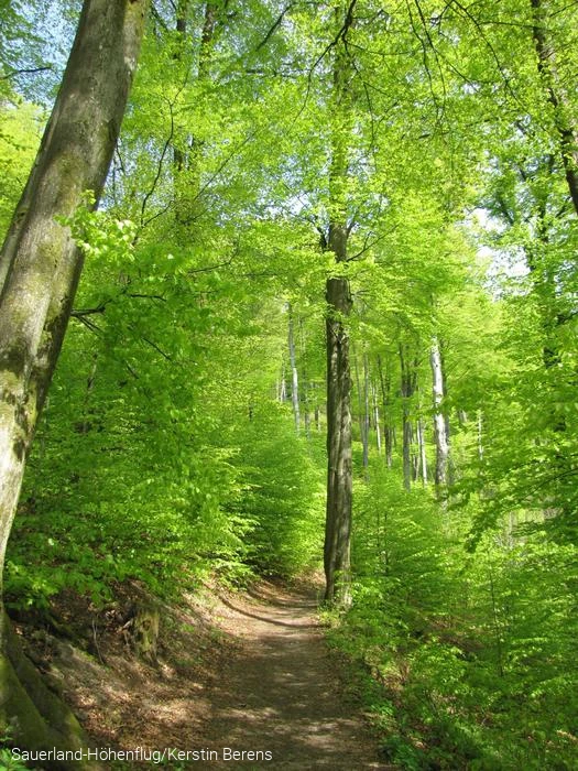 Grüner Wald am Buchhagen