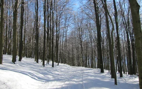 Buchenwälder im Schnee