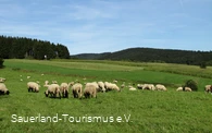 Schafe bei Hösinghausen