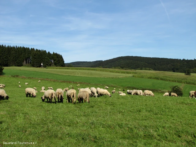 Schafe bei Hösinghausen